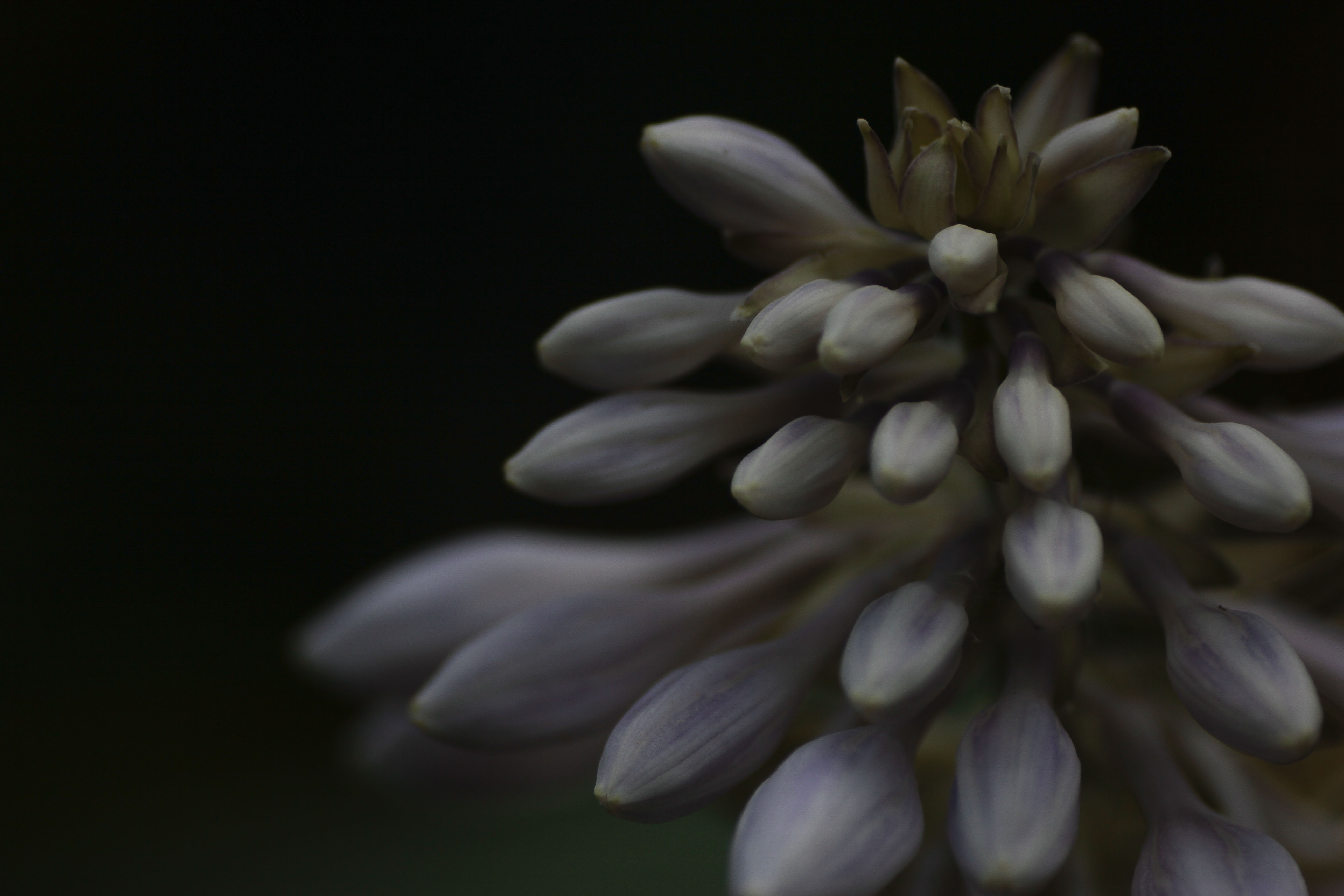 Blüte dunkler Hintergrund